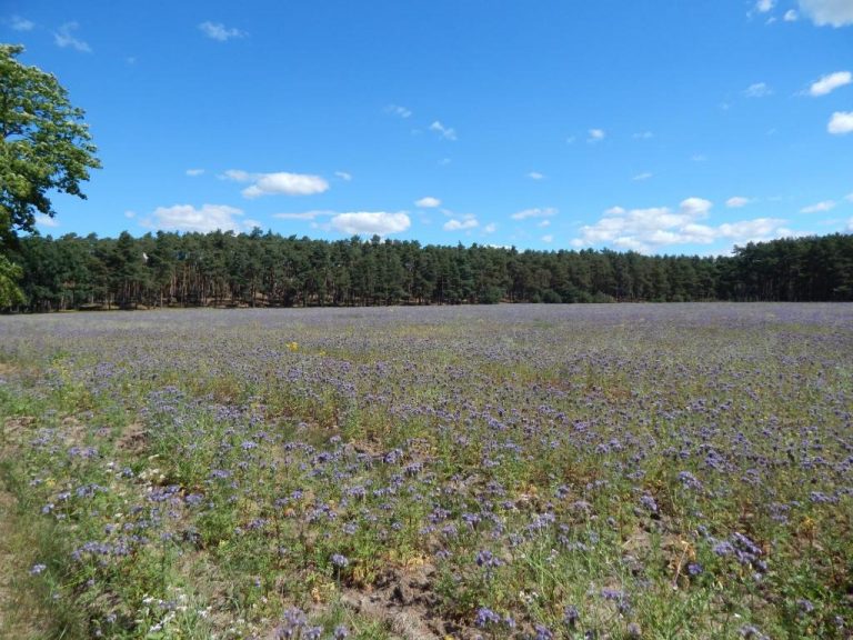 Alt Jabler Heide, Naturschutzgebiet in der Nähe des Ferienhauses mit Klavier
