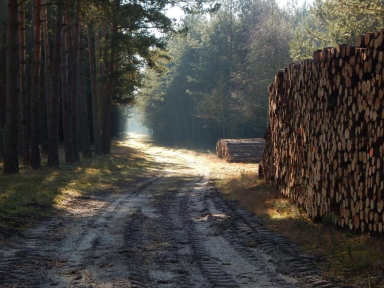 Waldspaziergang direkt bei Alt Jabel, nahe dem Ferienhaus mit Klavier